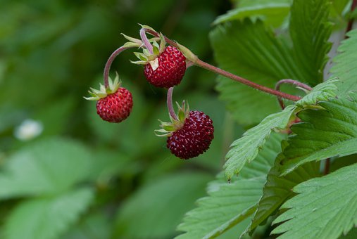 Growing Strawberries in Containers | The Peterborough & Area Master  Gardeners