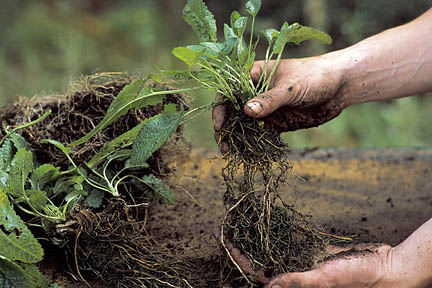 RHS_PUB0003004_484282