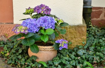 flowerpot-1345371_640