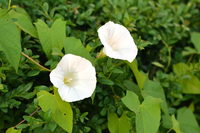 bindweed-2453936_640
