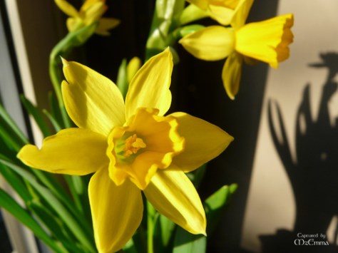 daffodils_EM