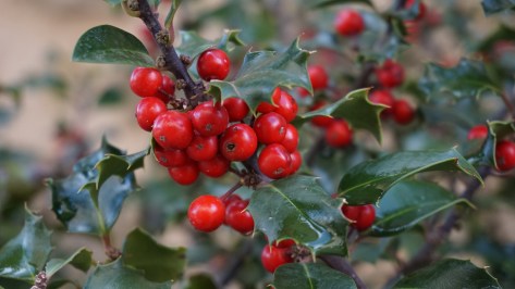 holly-tree-1030595_1920
