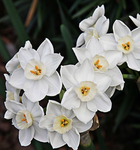 paperwhites