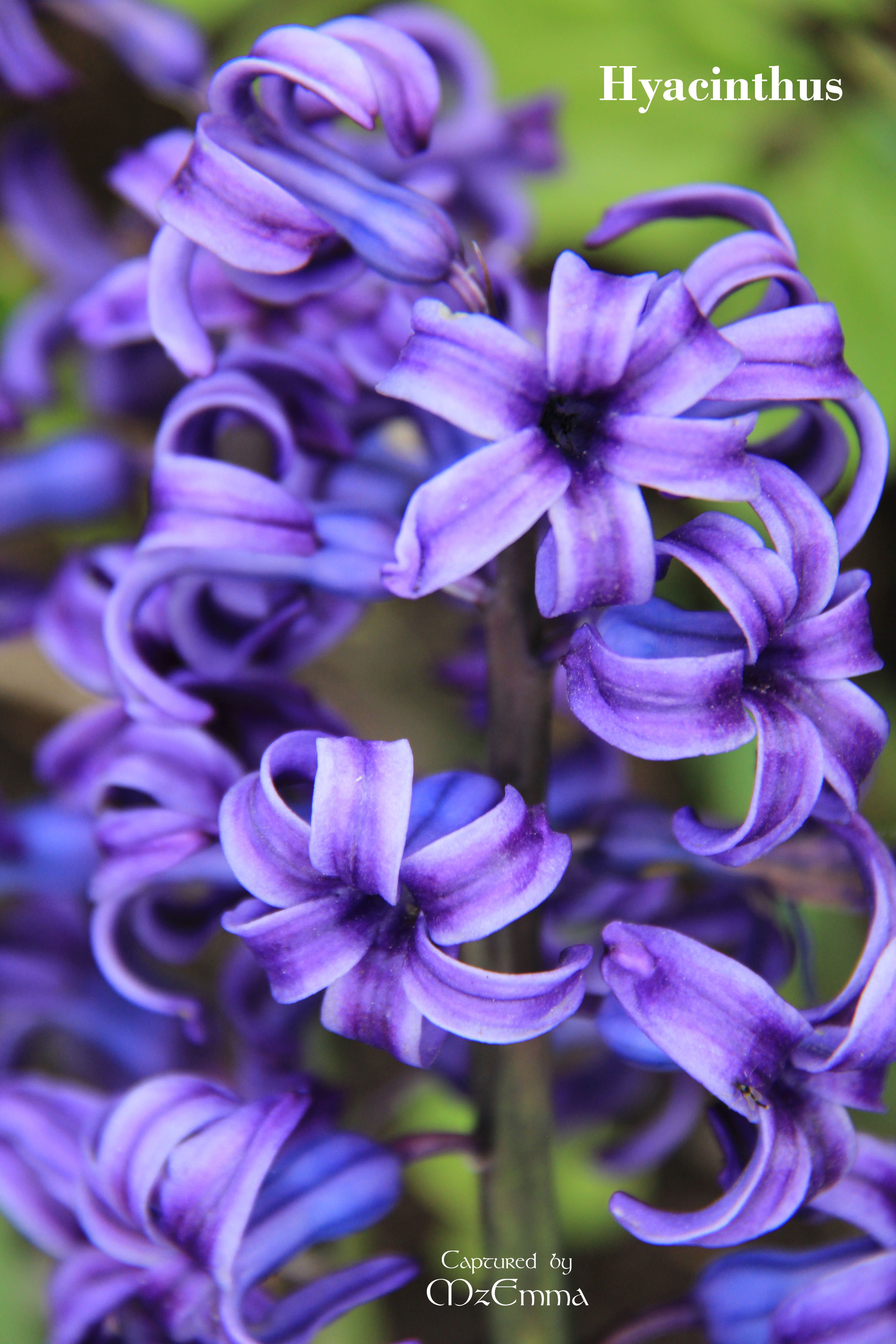 hyacinth