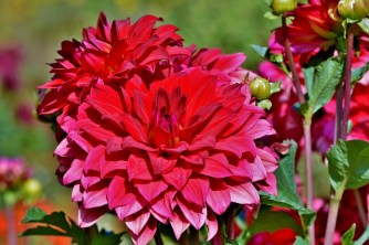 dahlia-3964712_640