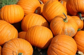pumpkins-457716_640