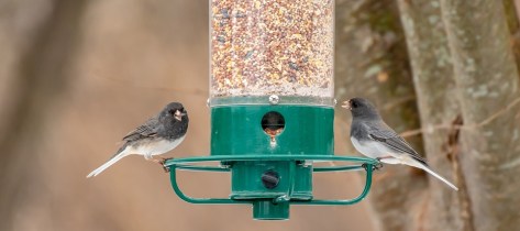 bird-feeder-4032907_960_720