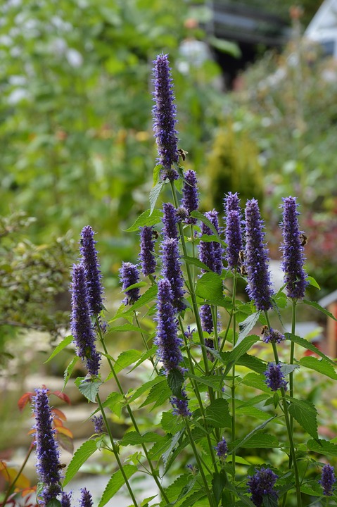 agastache-3966329_960_720