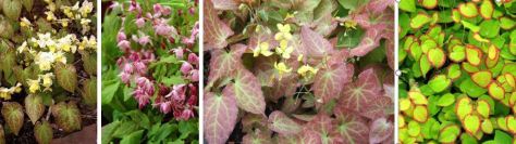 epimedium collage