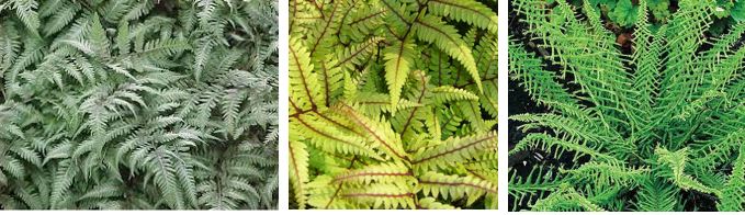 ferns