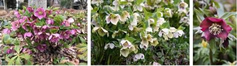 hellebore