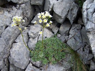 Saxifraga_paniculata_1_lg