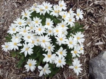 Bloodroot
