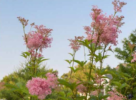 Filipendula-rubra-Venusta-Queen-Of-The-Prairie-flowers2