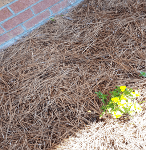 pine needle mulch