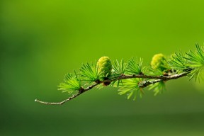 larch-163340_960_720