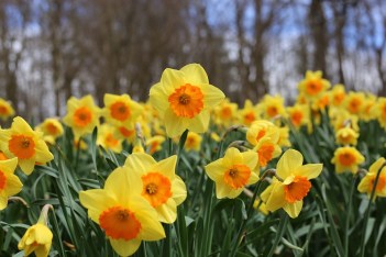 Daffodils