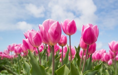 thumbnail_tulips