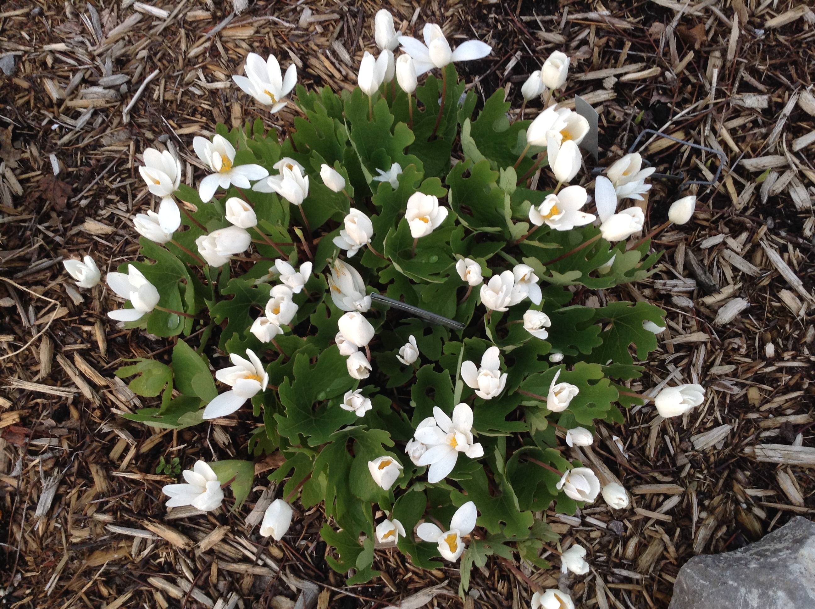 Bloodroot (1)