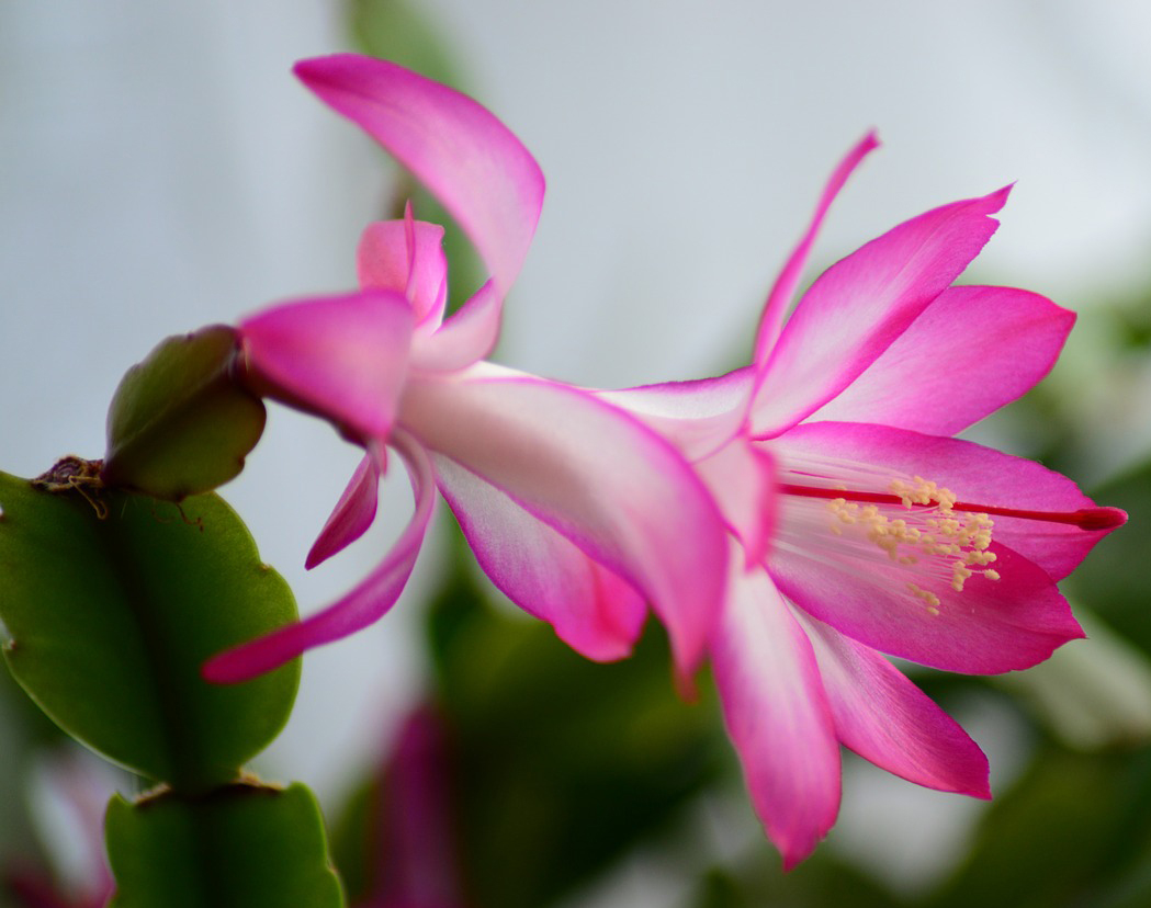 christmas-cactus-277691_1280
