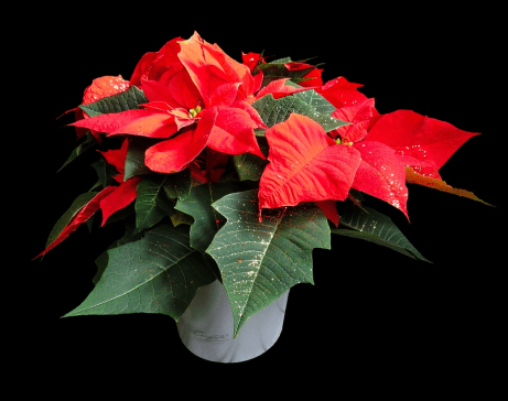 poinsettia1