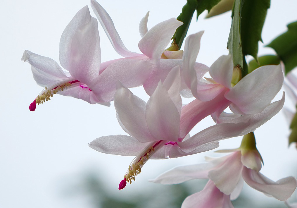 thanksgiving cactus