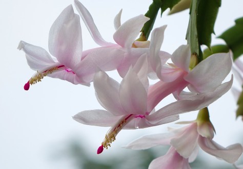 thanksgiving cactus