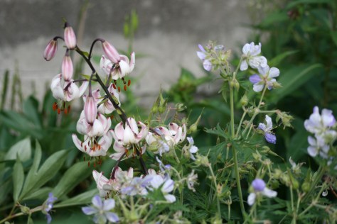 cottagejune23 067 (2)