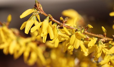 forsythia-4083551_1920