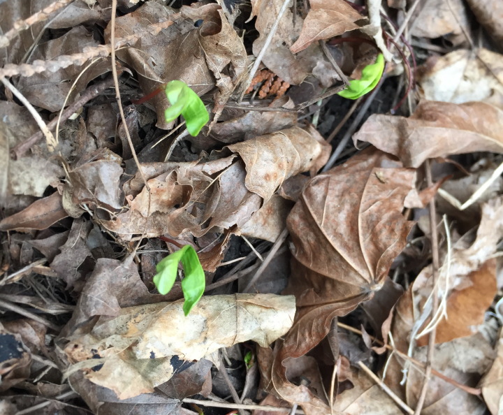 3 maple seedlings 1