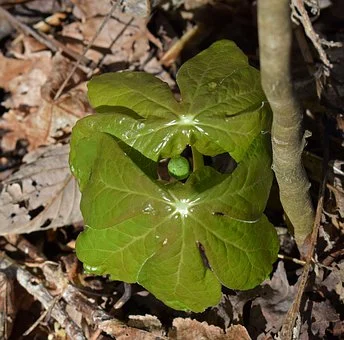 mayapple