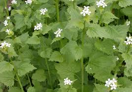 Garlic Mustard