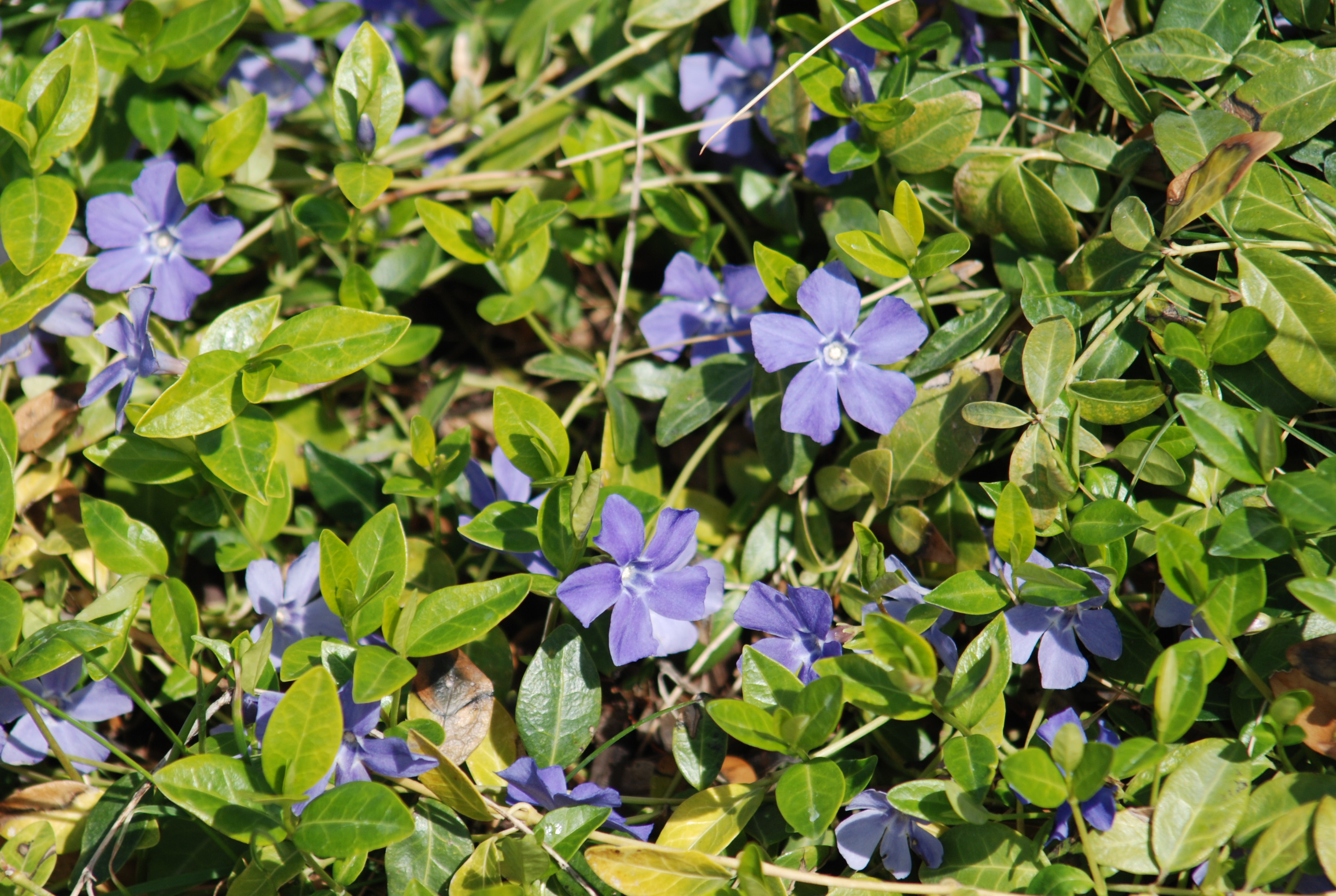 Periwinkle