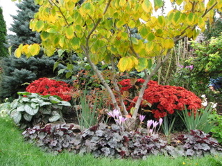 thumbnail_Witchhazel garden_3341-0