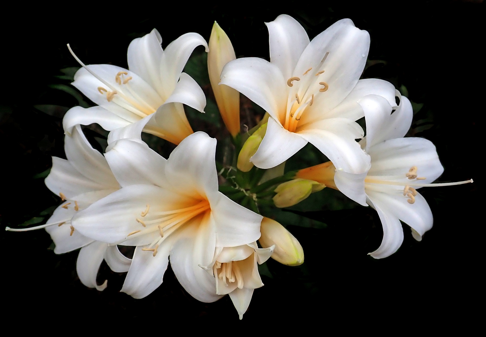 Glorious Lilies | The Peterborough & Area Master Gardeners