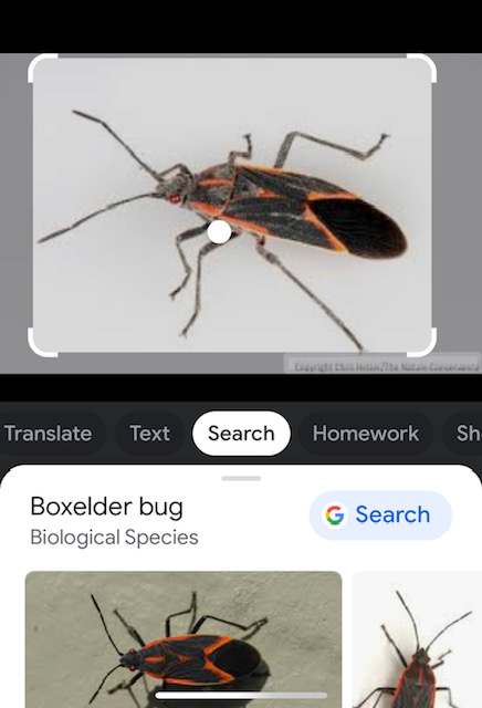 Google Lens (free!) for all of your identification needs | The ...