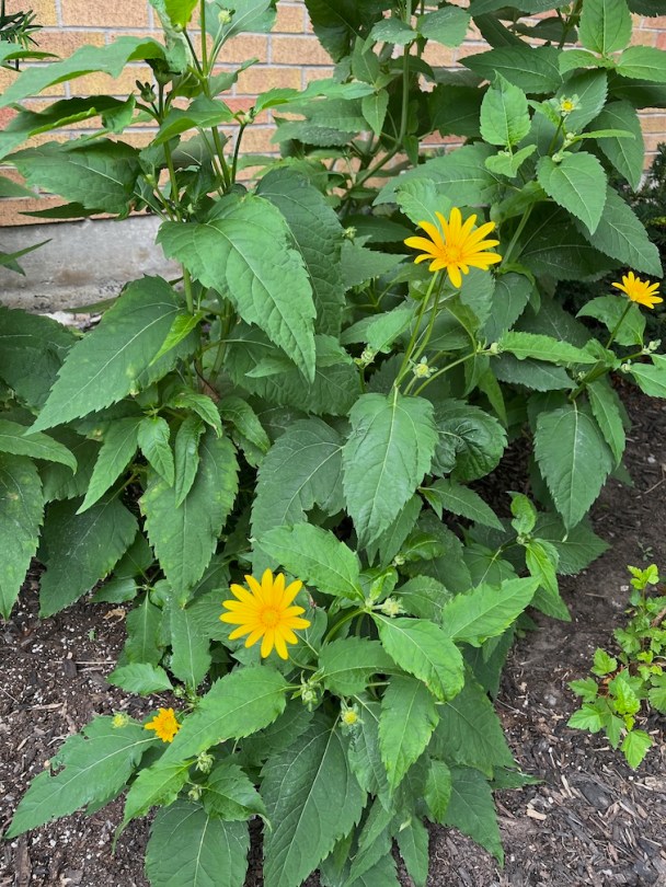 Heliopsis helianthoides