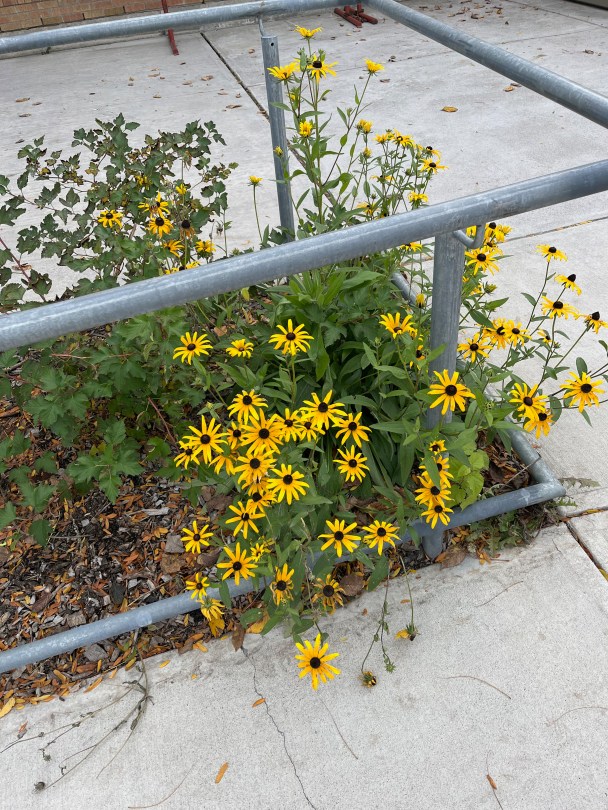 Rudbeckia hirta (Black-Eyed Susan) and Physocarpus opulifolius (Common Ninebark)