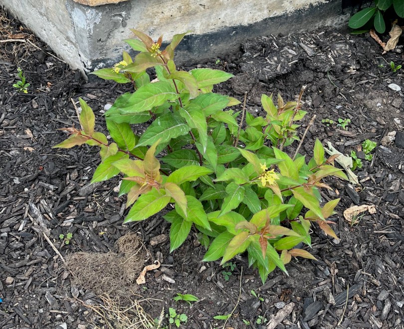 Diervilla lonicera (Northern Bush Honeysuckle)