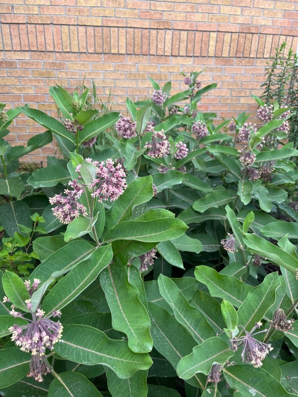 Asclepias syriaca