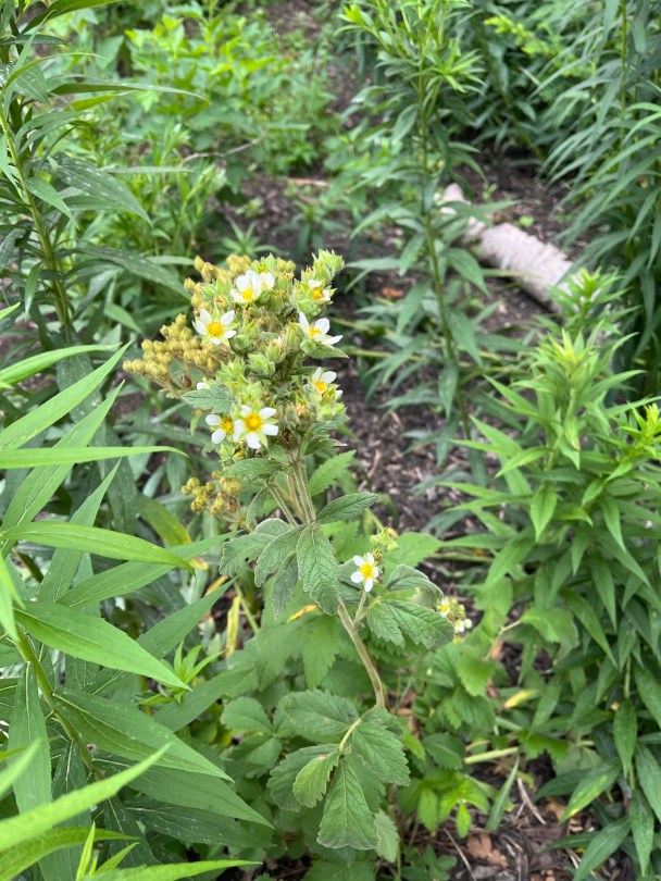 Drymacallis arguta (Tall Cinquefoil)