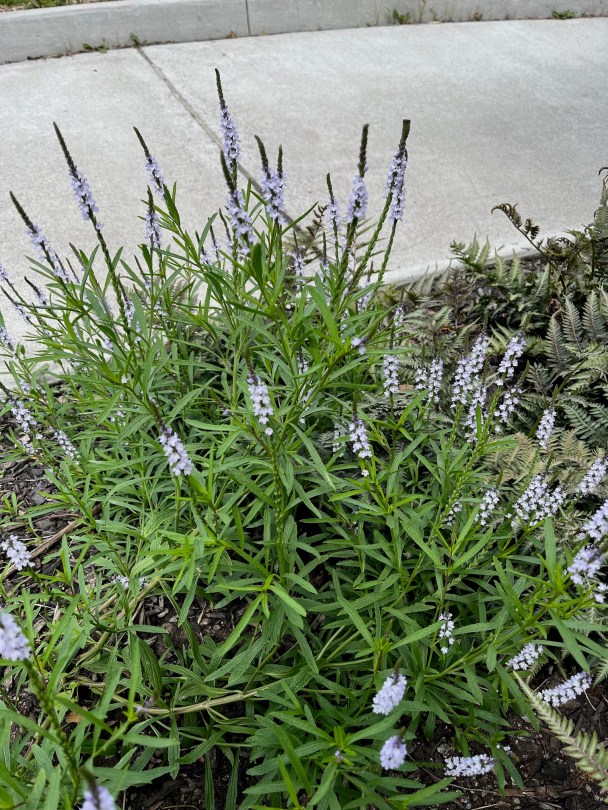 Verbena stricta