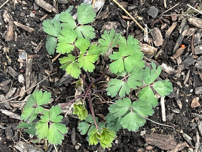 Aquilegia canadensis