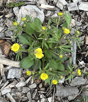 Ranunculus rhomboideus