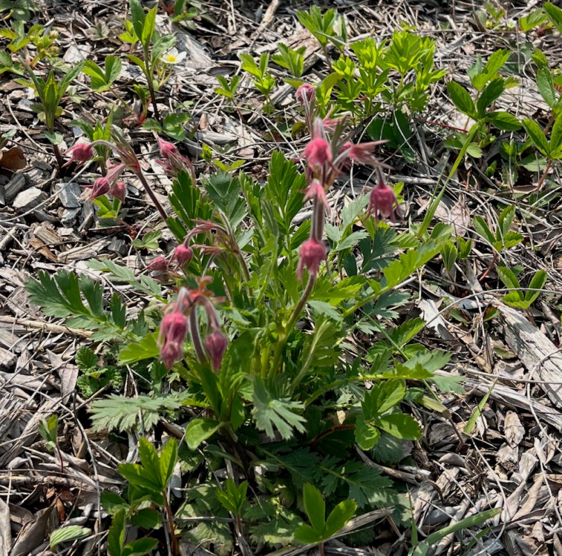 Geum Triflorum