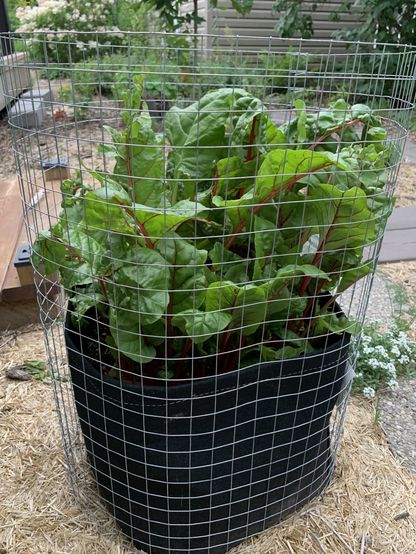A Banner Year for Bunnies | The Peterborough & Area Master Gardeners