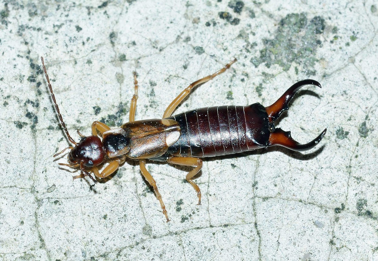 Fall and the Invasion of the Earwigs | The Peterborough & Area