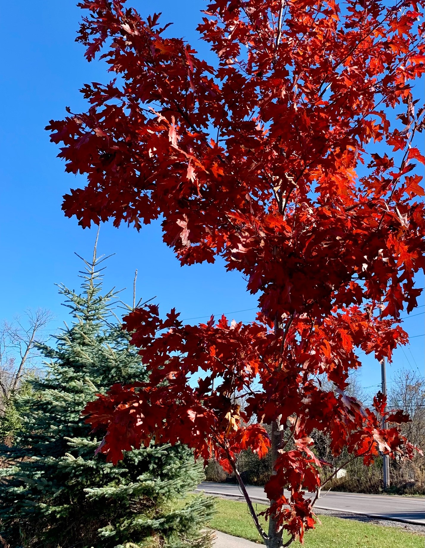 November 24 Tree November Reflections | The Peterborough & Area Master Gardeners