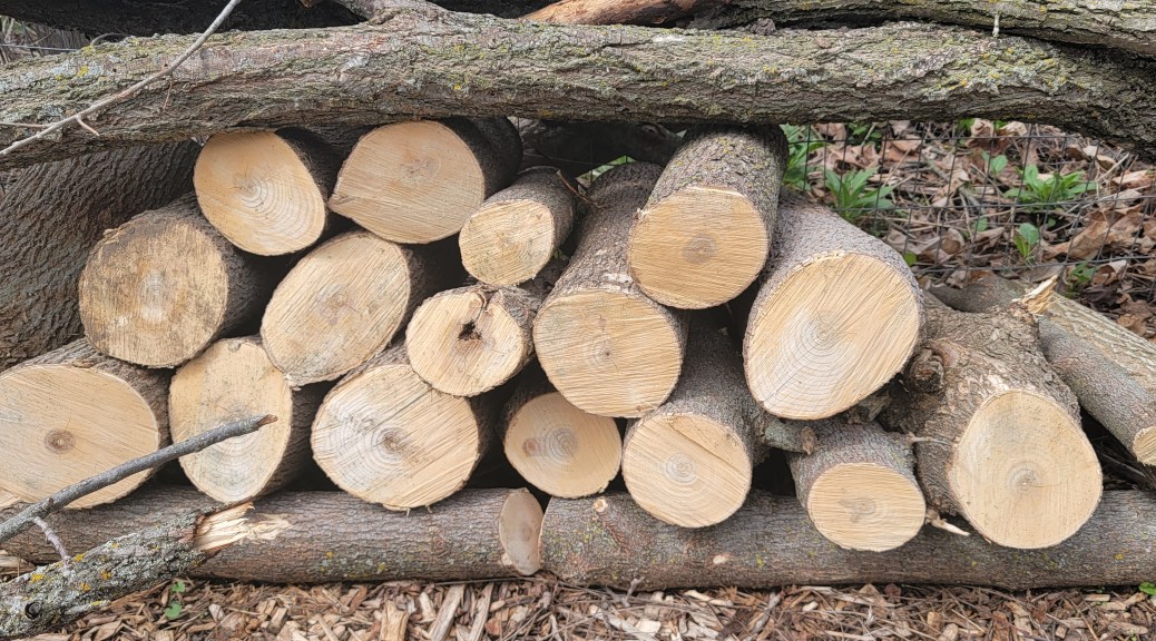 several rows of cut logs