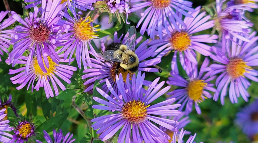 bumble bee on native purple asters